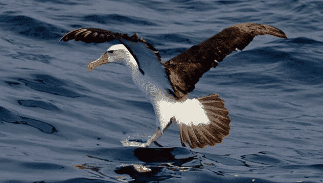 Albatros