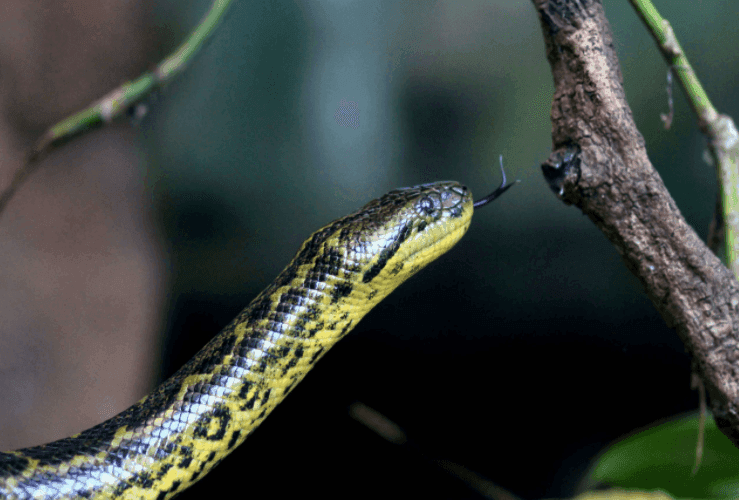 Anaconda