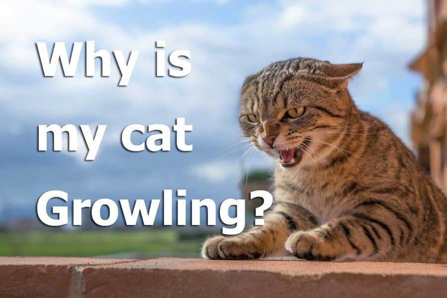 ¿por Qué Gruñe Mi Gato?