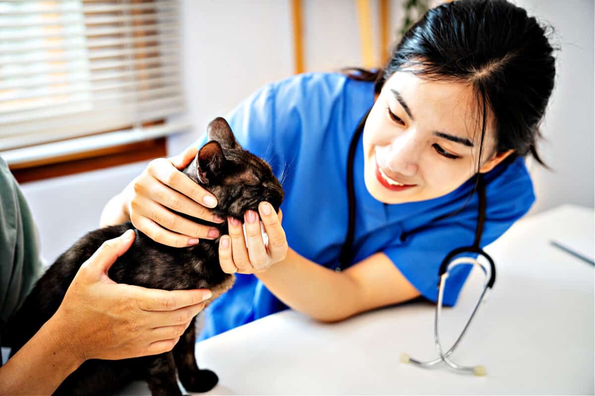 Fip en Gatos: Una Descripción Práctica
