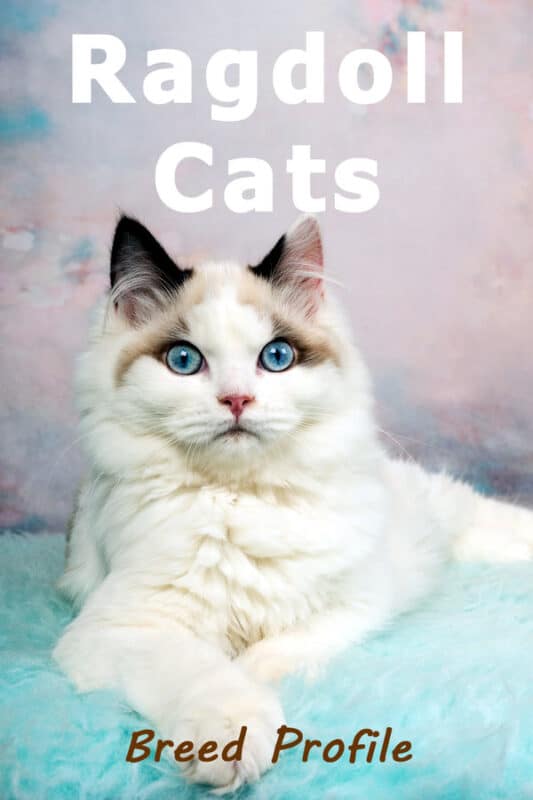 Gatos Ragdoll: Una Mirada en Profundidad