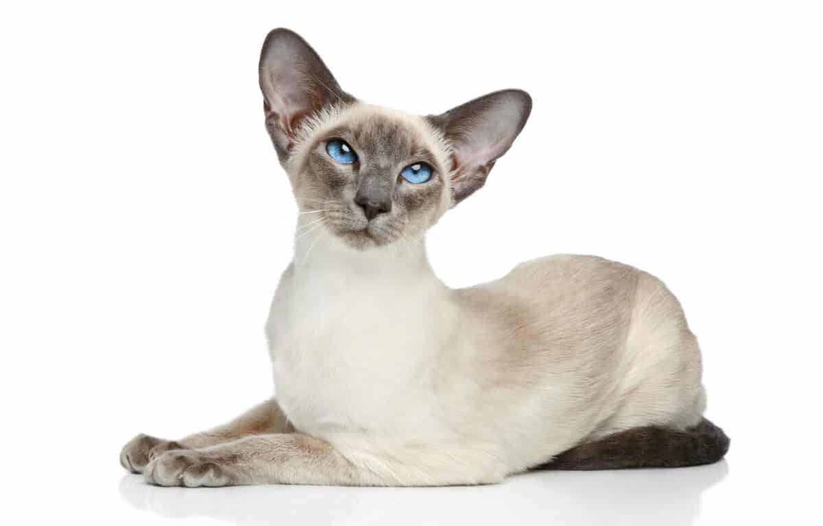 Gatos Siameses: Una Guía Todo Incluido