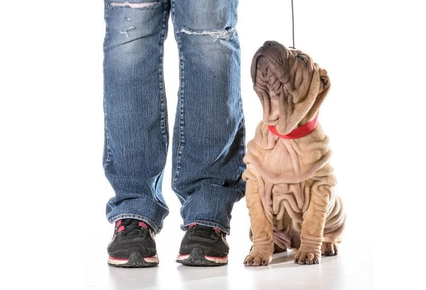Cómo Entrenar a Un Shar Pei