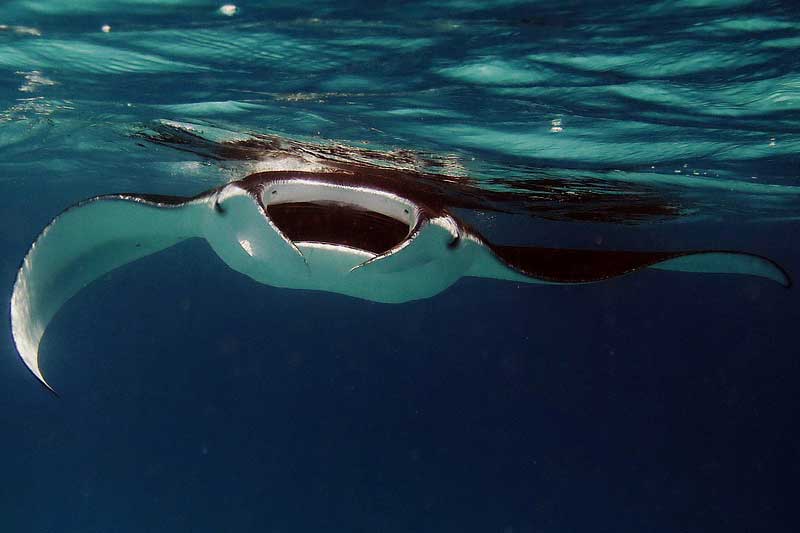 ¿pican Las Mantarrayas?