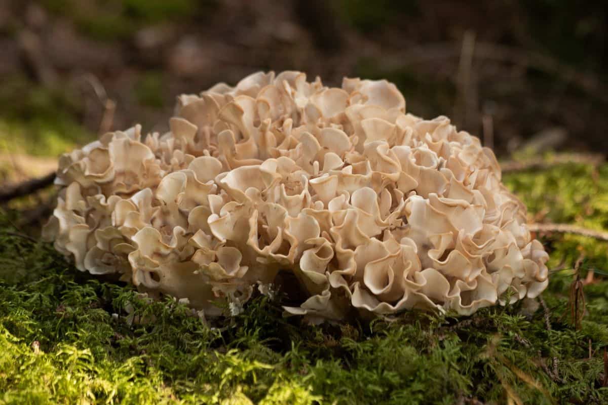 12 Hongos en Carolina Del Norte (fotos)