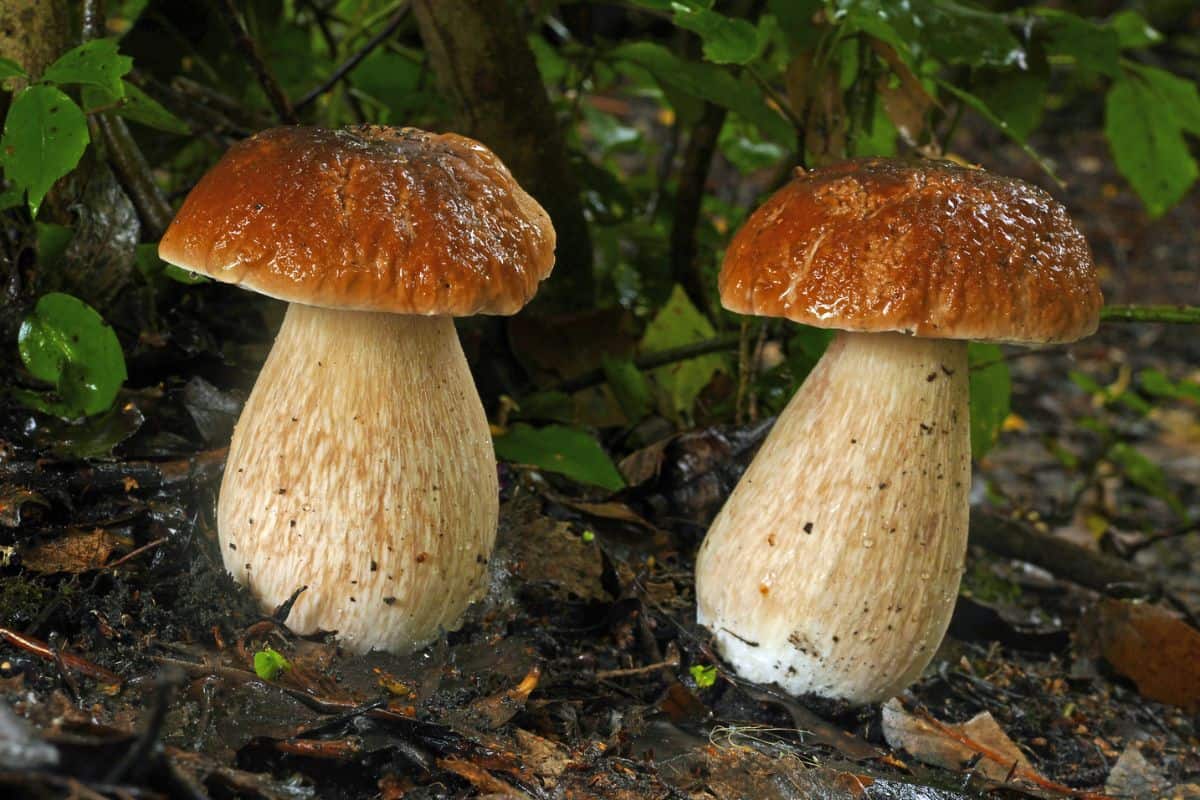 12 Tipos De Hongos en Colorado (imágenes)