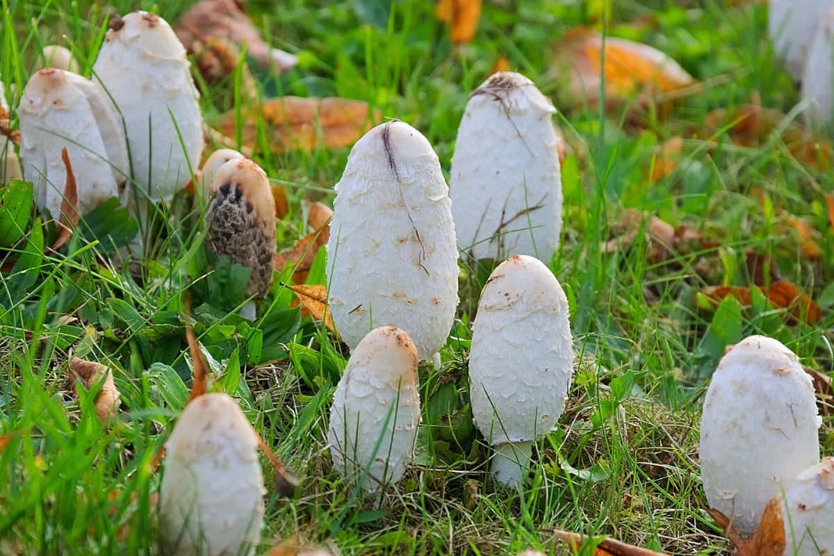 12 Tipos De Hongos en Pensilvania