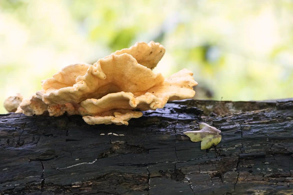 12 Tipos De Hongos Encontrados en Iowa