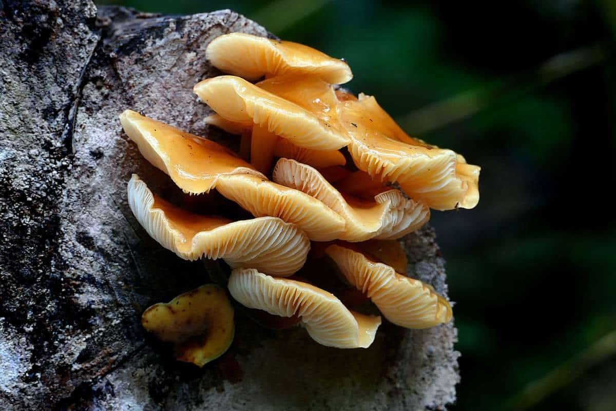 13 Hongos en Kansas (con Imágenes)