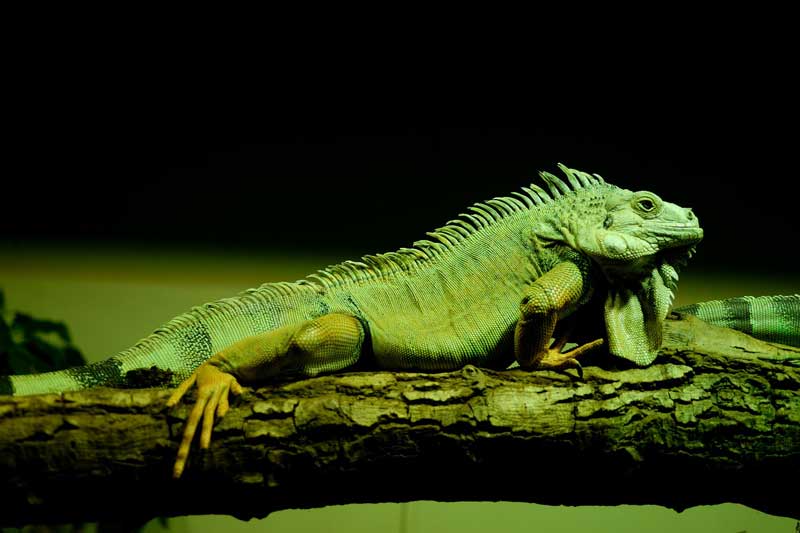25 Ejemplos De Reptiles (con Imágenes)
