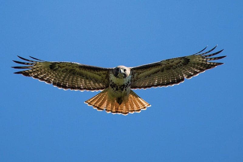 9 Halcones en Nevada (con Imágenes)