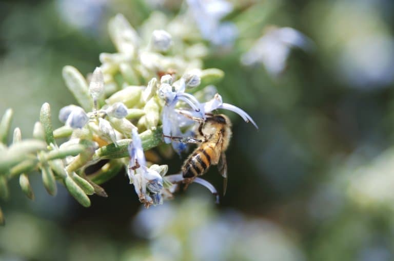 Datos Sobre Las Abejas Africanizadas