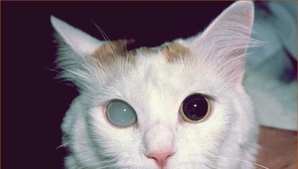 Síntomas De Cataratas en Gatos