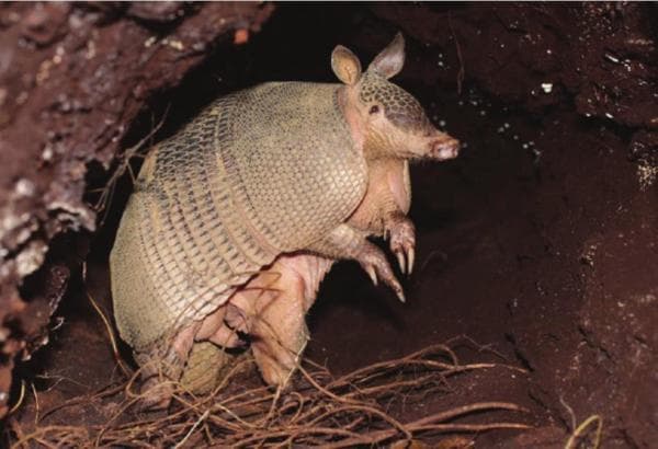 Tipos De Armadillos
