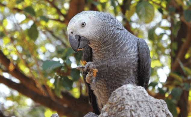 Loro Gris Africano