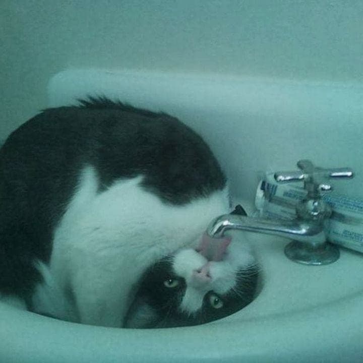¡21 Gatos Que Llevaron La Comedia Al Siguiente Nivel!