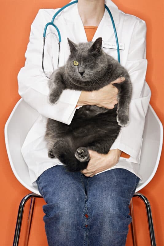 ¿tu Gato Tiene Sobrepeso? Comprender El Control Del Peso De