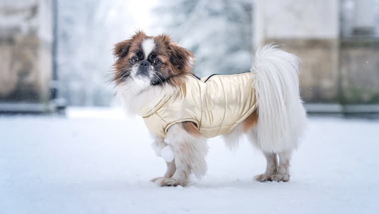 5 Prácticas Chaquetas Para Perros Para Mantener a Tu Cachorro