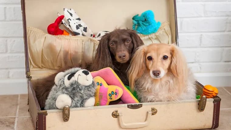 9 Cosas Que Necesitas Si Viajas Con Tu Perro Durante