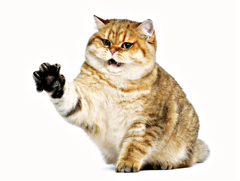 Agresión Felina Hacia Las Personas: Causas, Signos Y Soluciones