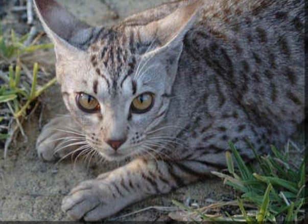 El Ocicat: Un Gato Doméstico Con Corazón De Jungla