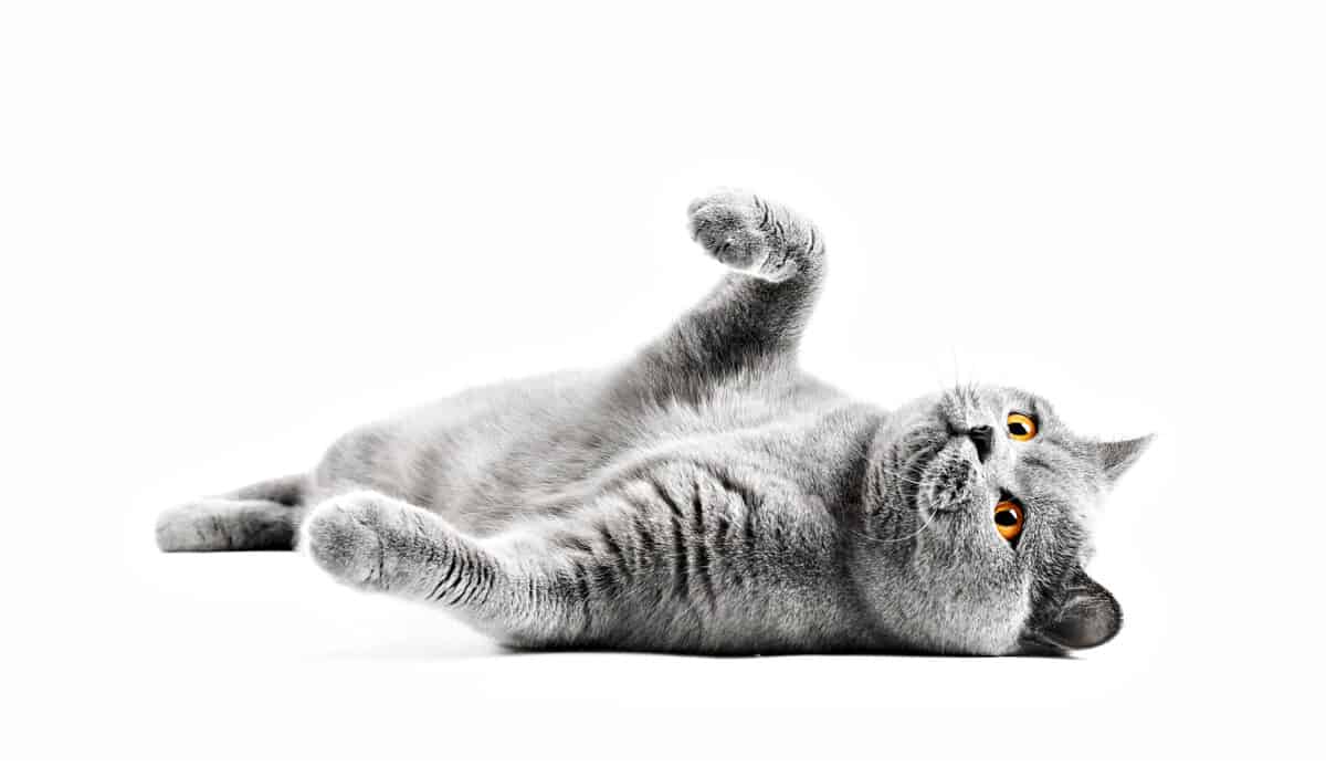 Epilepsia Felina: Información Esencial Para Una Mejor Atencióncat Epilepsy