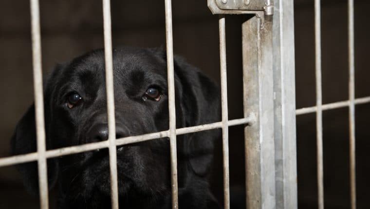 Labrador Británico Enviado Accidentalmente en Un Vuelo Equivocado a Arabia