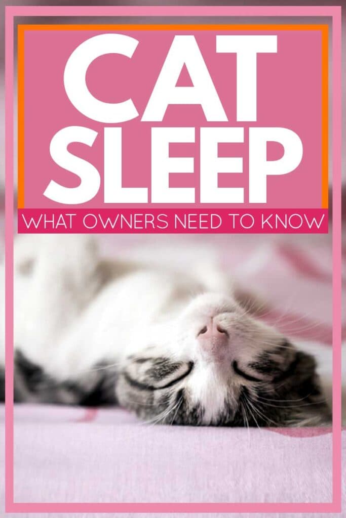 Sueño Del Gato: Lo Que Los Propietarios Deben Saber
