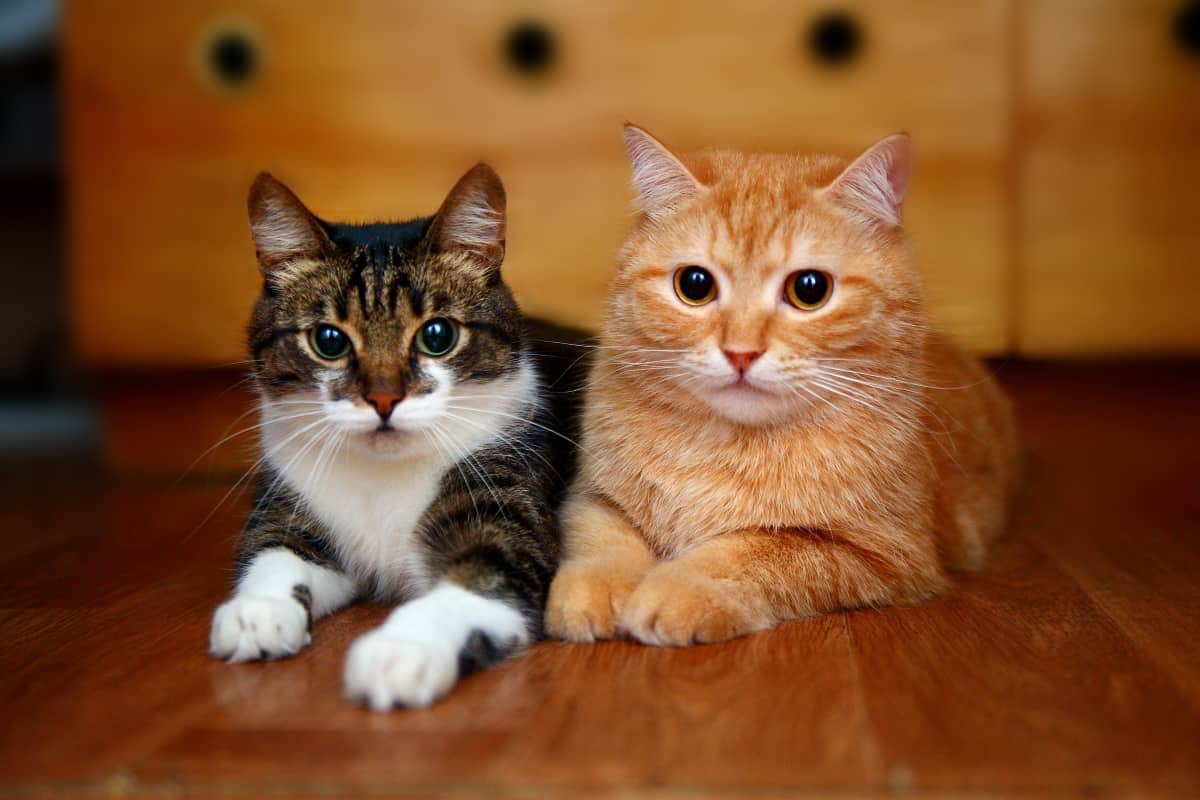 Tu Segundo Gato: Cómo Elegir El Mejor Amigo Para Kitty