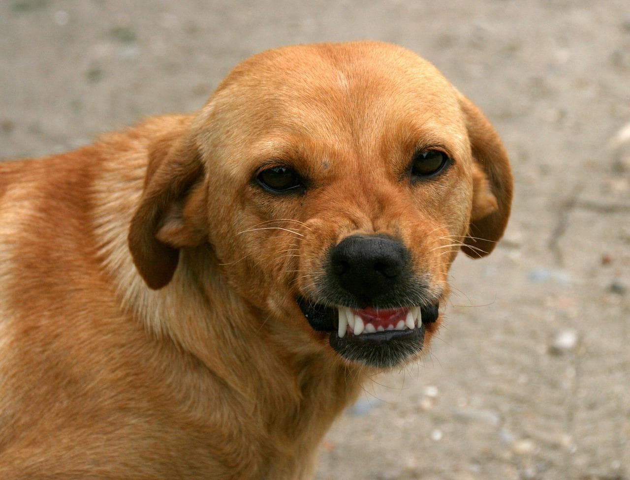 Mi Perro Es Poseedor De Recursos