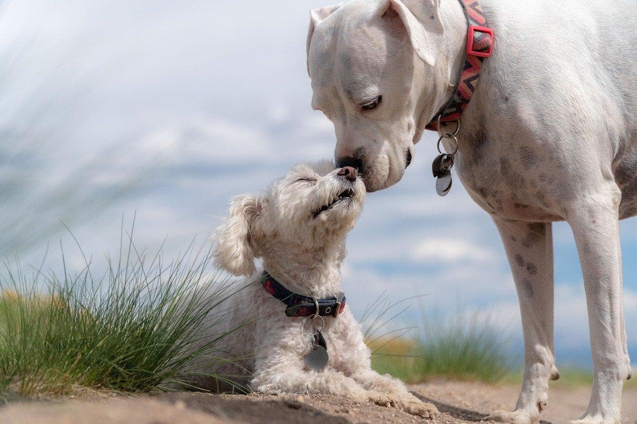 Cómo Socializar a Un Cachorro Con Otros Perros