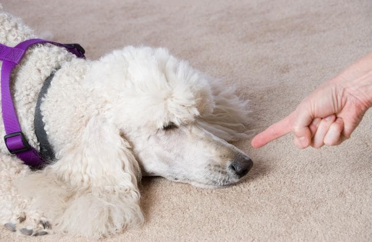 Efectos Negativos Del Castigo Canino
