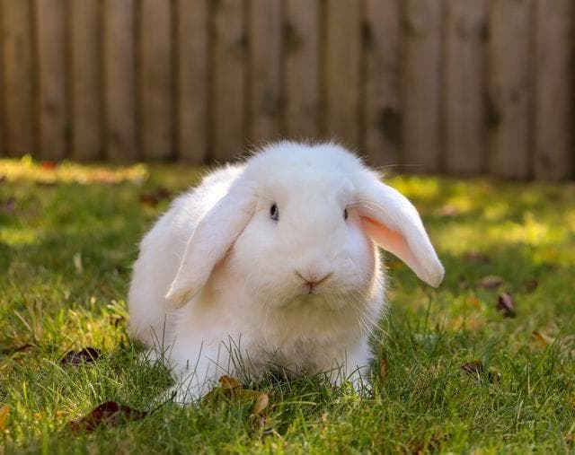 ¿por Qué Los Conejos Se Golpean Las Patas?