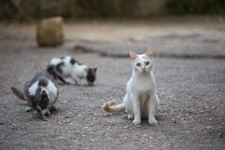 Qué Hacer Si Encuentras Un Gato Callejero