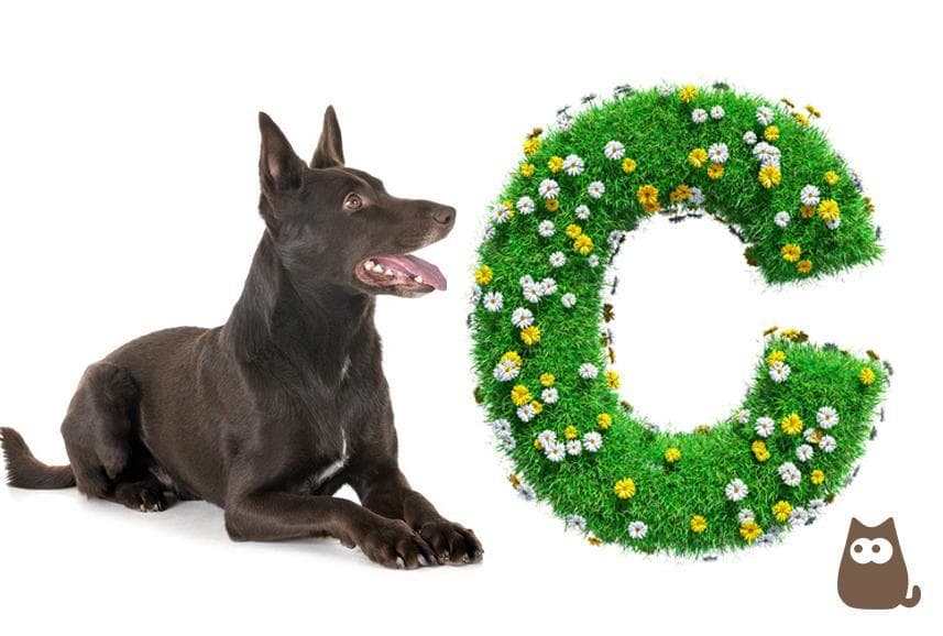 Nombres De Perros Que Comienzan Con C