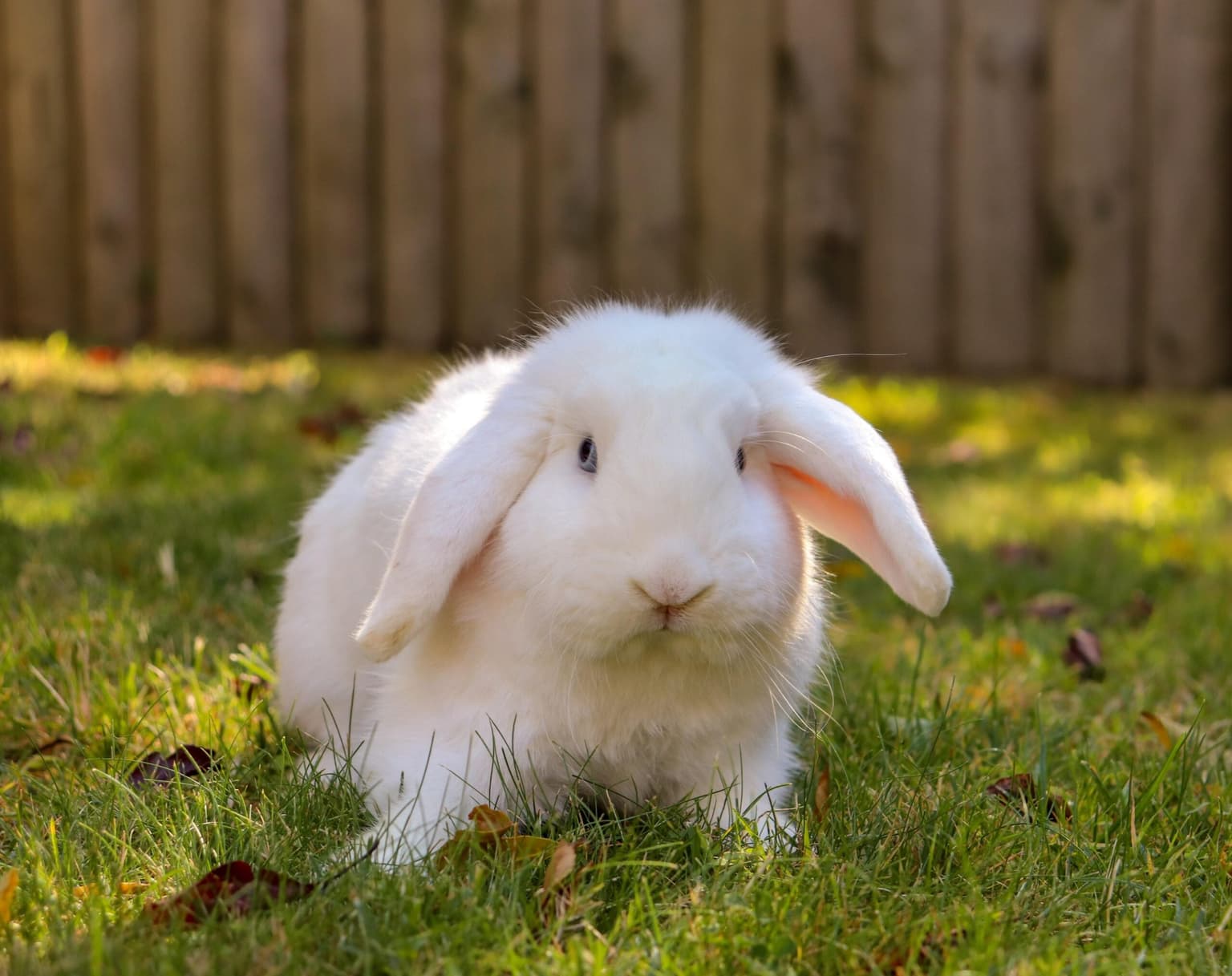 ¿se Puede Enseñar a Los Conejos a Ir Al Baño?