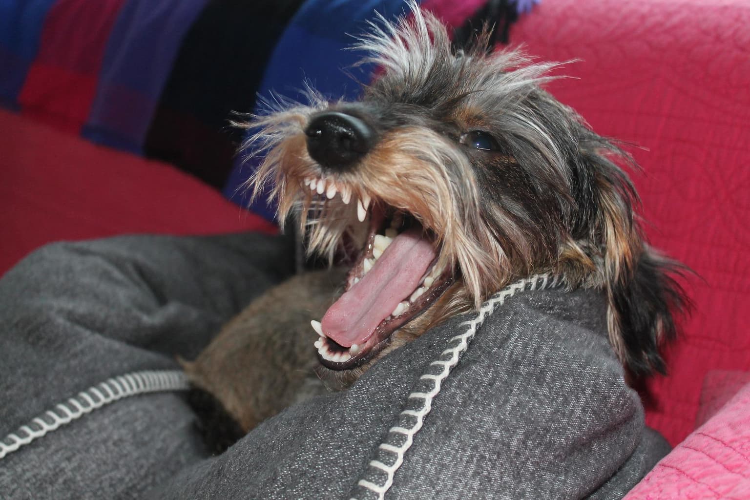 A Mi Perro No Le Gusto