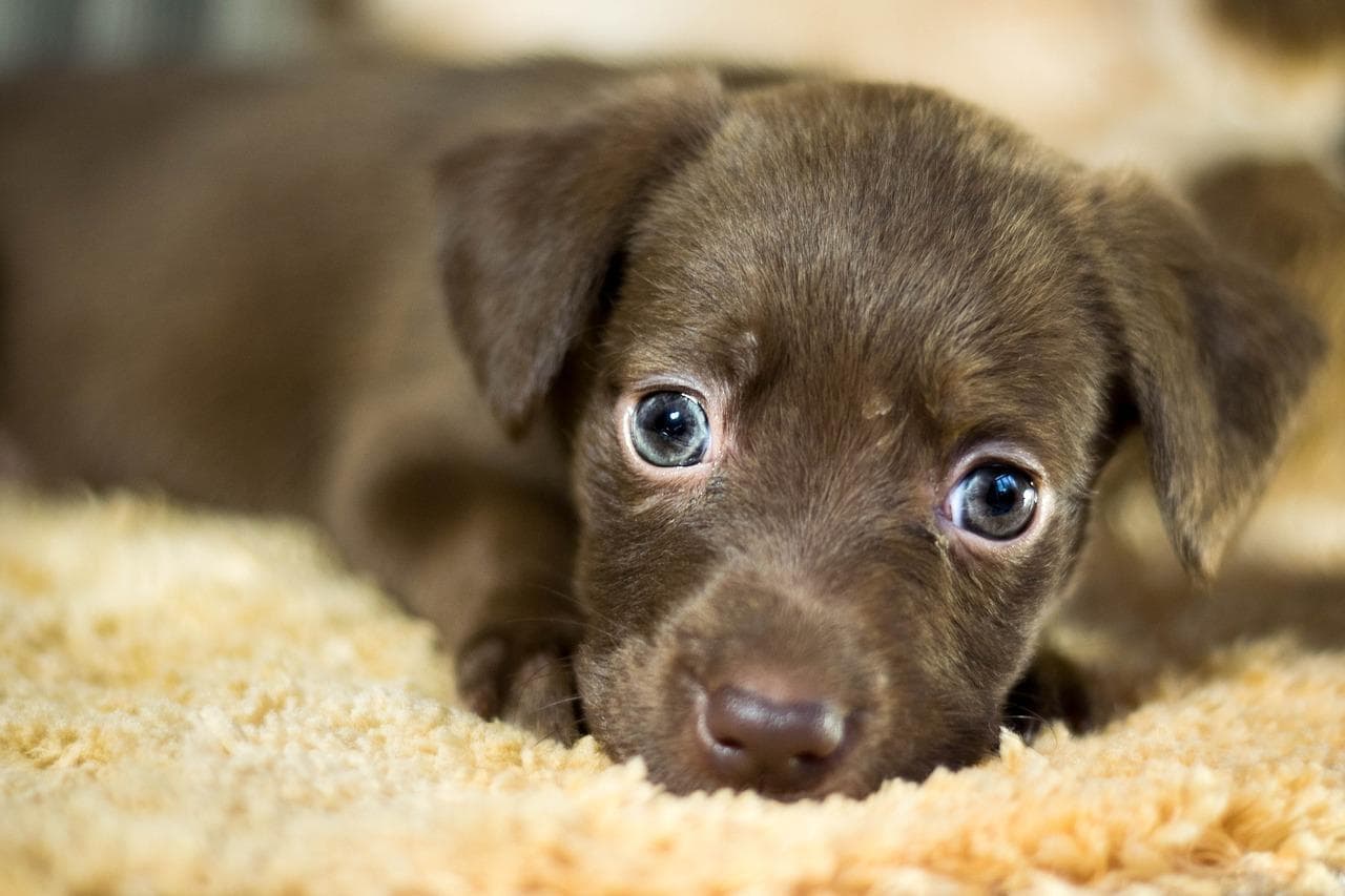 Más De 200 Nombres De Perros Que Comienzan Con B