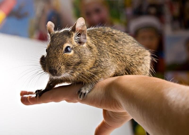 Degu Como Mascotas Cuidando Al Degu Común