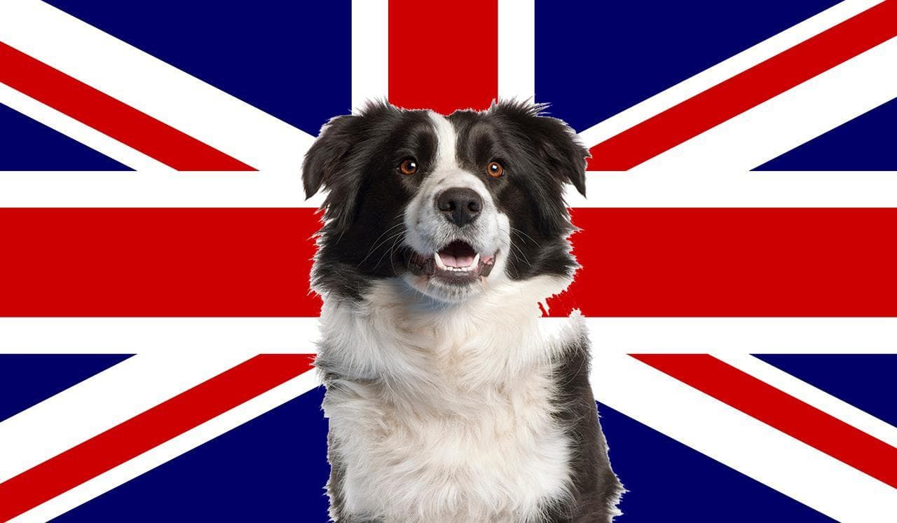 Lista De Razas De Perros en Inglés: Con Imágenes