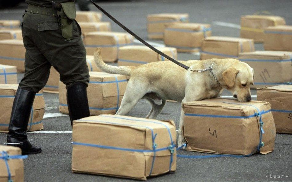 ¿cómo Entrenan a Los Perros Detectores?