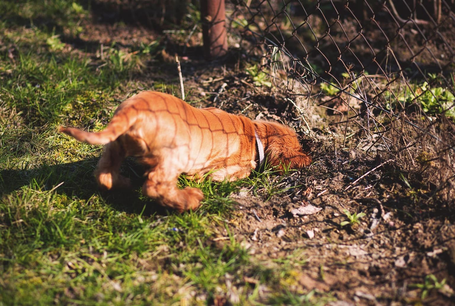 Cómo Evitar Que Un Perro Cave en El Jardín