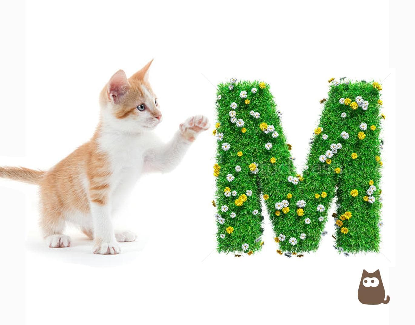 Nombres De Gatos Que Comienzan Con M
