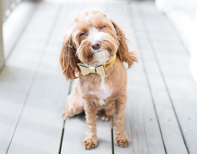 Nombres Divertidos Para Perros