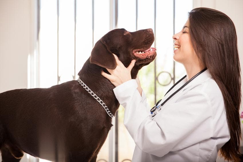 Cómo Elegir Un Buen Veterinario