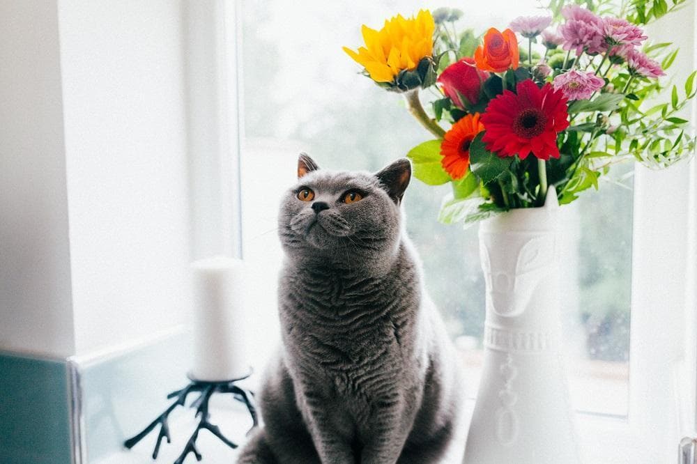 Guía Para Propietarios De Gatos Por Primera Vez