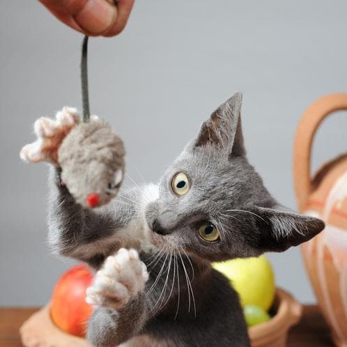 10 Juegos Para Entretener a Mi Gato