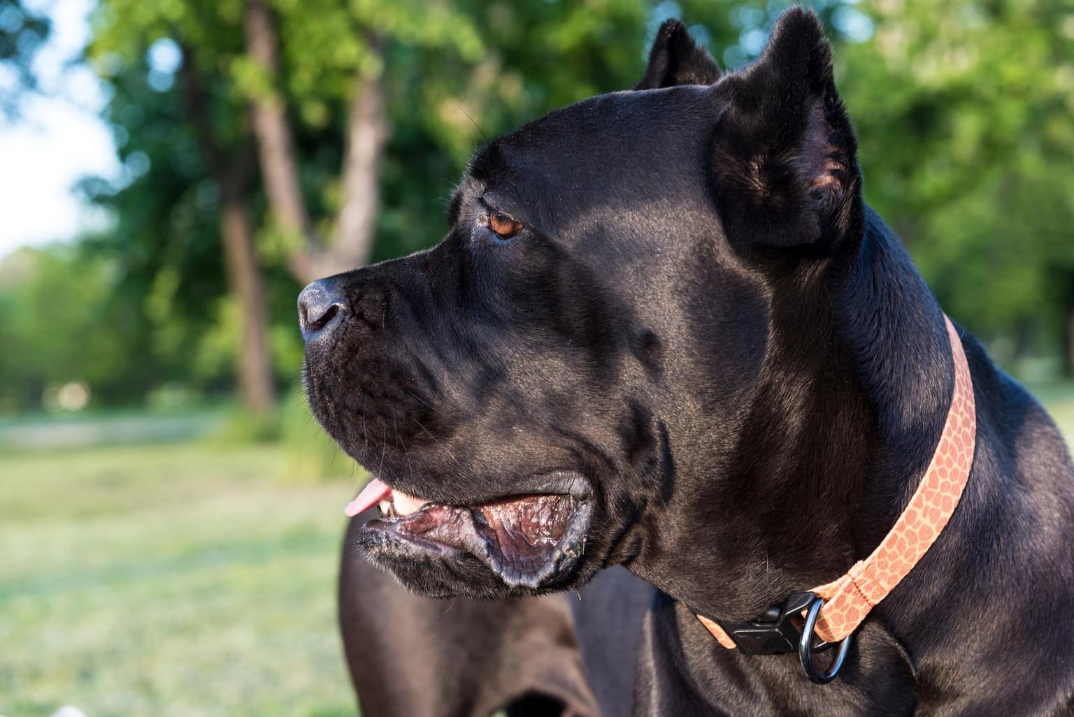 Consejos Sobre Cómo Entrenar Un Cane Corso
