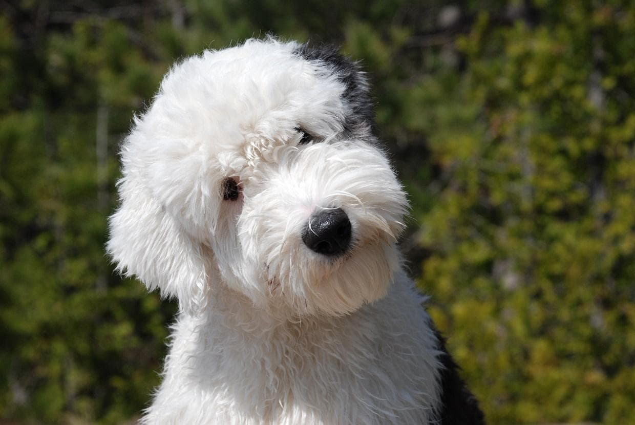 Nombres De Anciano Y Anciana Para Perros