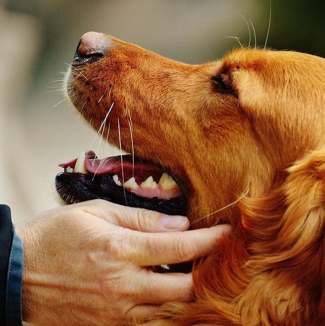 Problemas Al Entrenar Perros